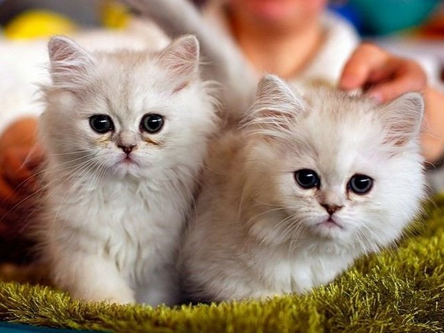 Породы кошек в Менделеевске | ЗооТом портал о животных