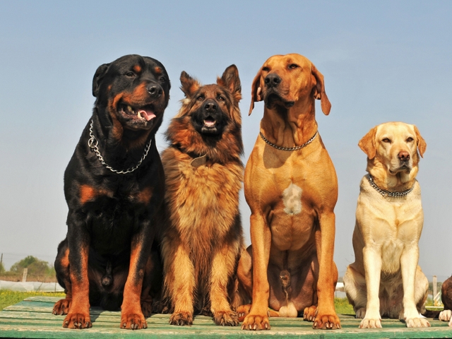 Крупные породы собак в Менделеевске | ЗооТом портал о животных